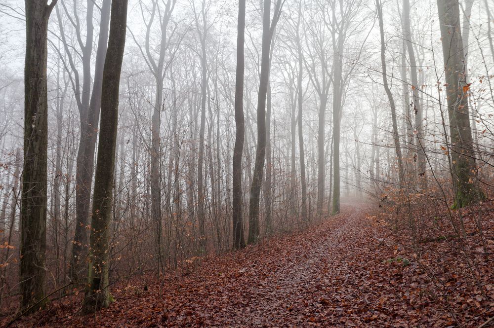Waldmotive, hier: Nebelstimmung im Wald