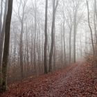 Waldmotive, hier: Nebelstimmung im Wald