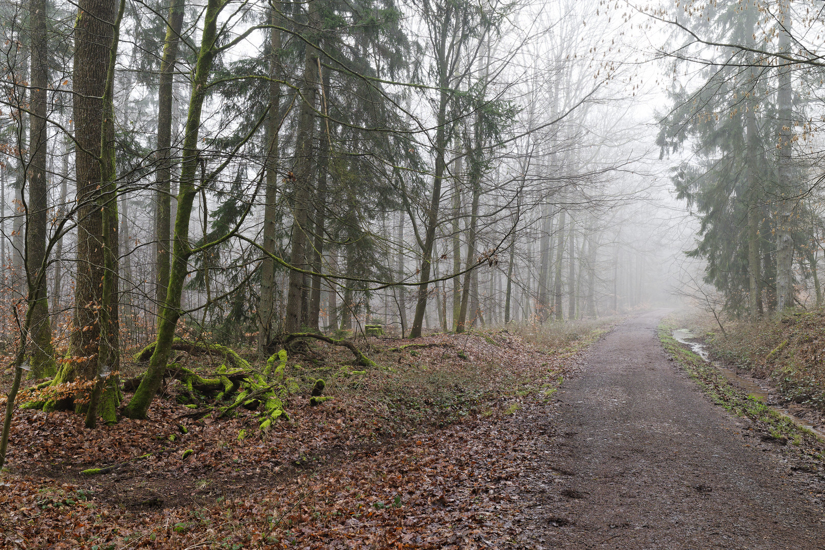 Waldmotive, hier: Nebelstimmung im Wald (10)