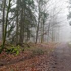 Waldmotive, hier: Nebelstimmung im Wald (10)