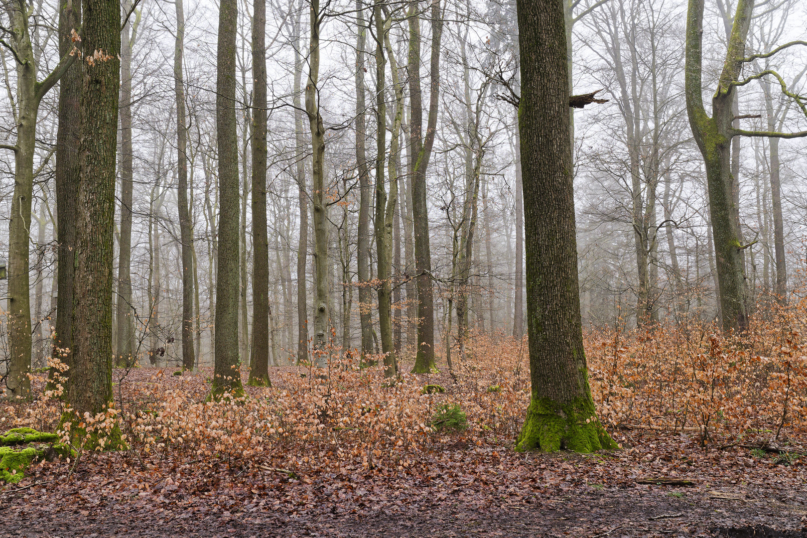 Waldmotive, hier: Nebelstimmung im Wald (12)