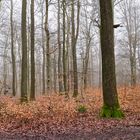 Waldmotive, hier: Nebelstimmung im Wald (12)