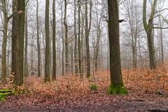 Waldmotive, hier: Nebelstimmung im Wald (12)