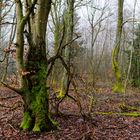 Waldmotive, hier: Nebelstimmung im Wald (13)