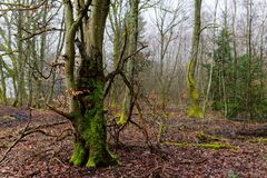 Waldmotive, hier: Nebelstimmung im Wald (13)