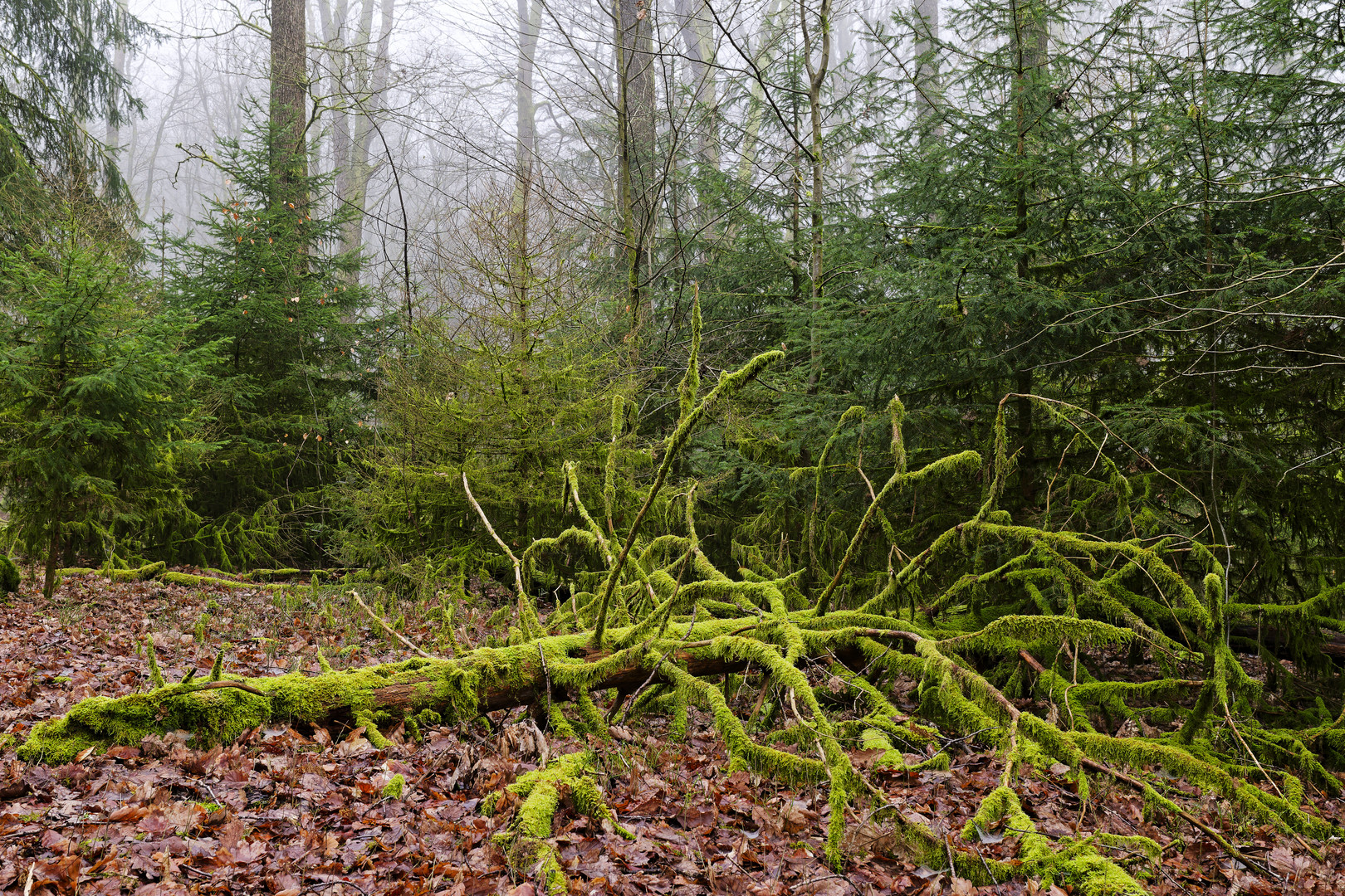 Waldmotive, hier: Nebelstimmung im Wald (14)