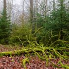 Waldmotive, hier: Nebelstimmung im Wald (14)