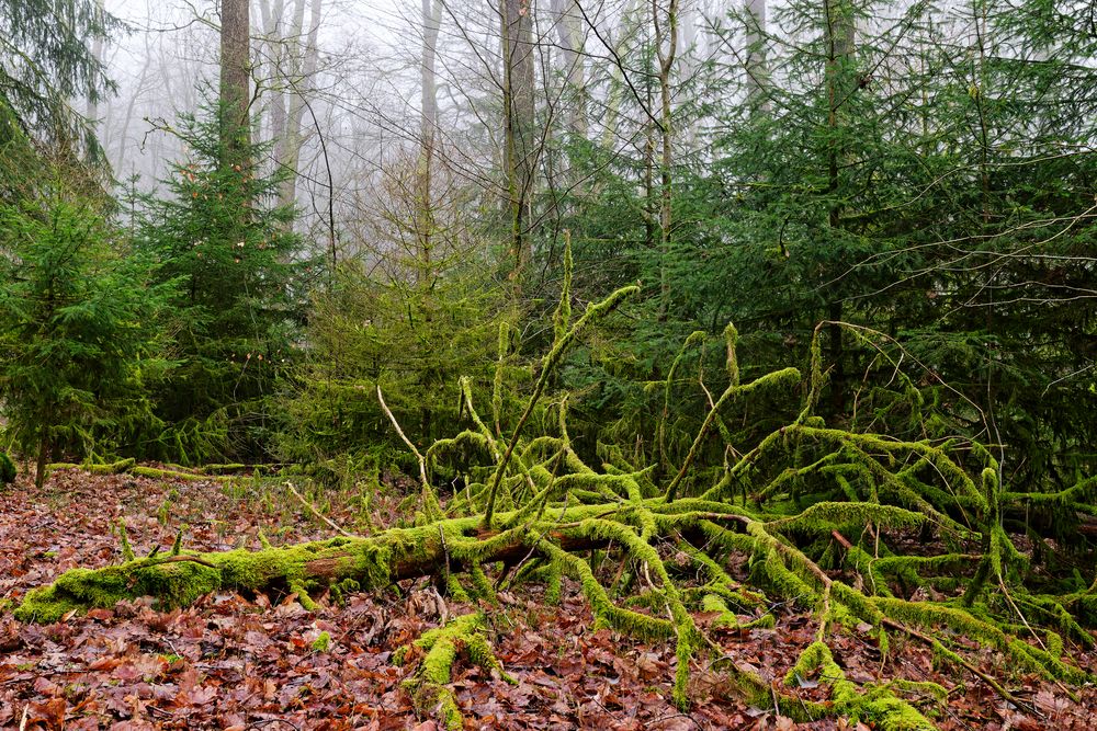 Waldmotive, hier: Nebelstimmung im Wald (14)