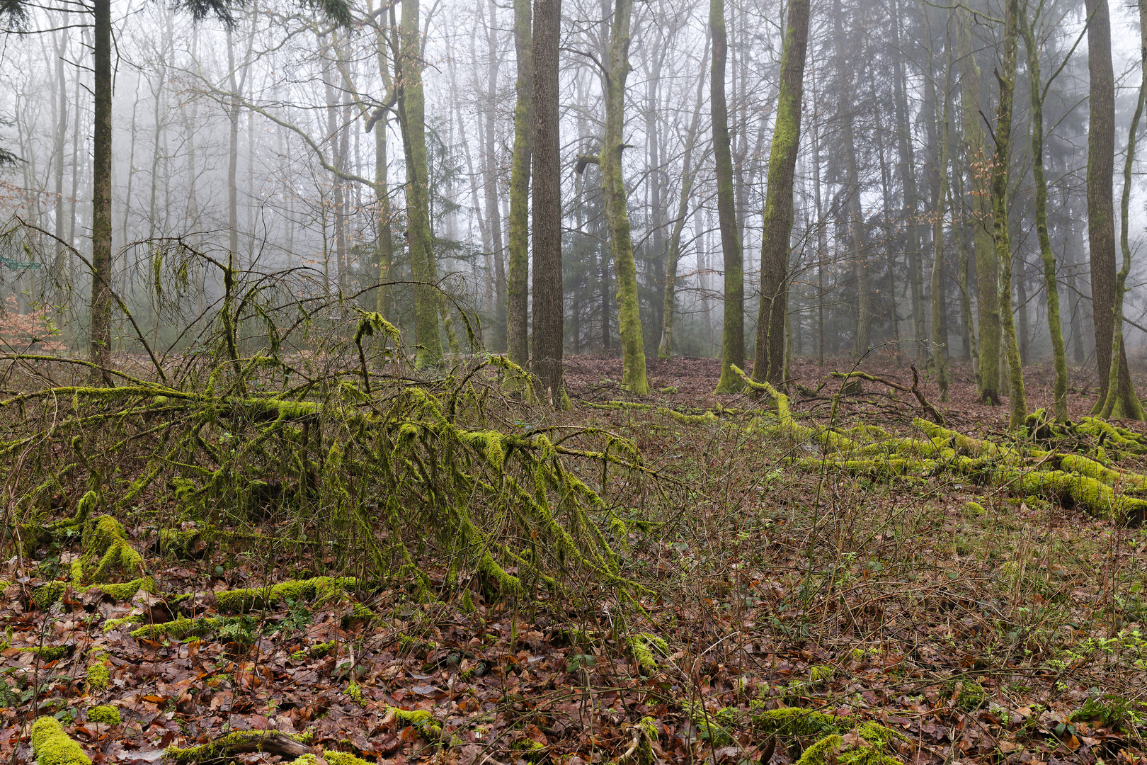 Waldmotive, hier: Nebelstimmung im Wald (15) 