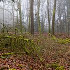 Waldmotive, hier: Nebelstimmung im Wald (15) 