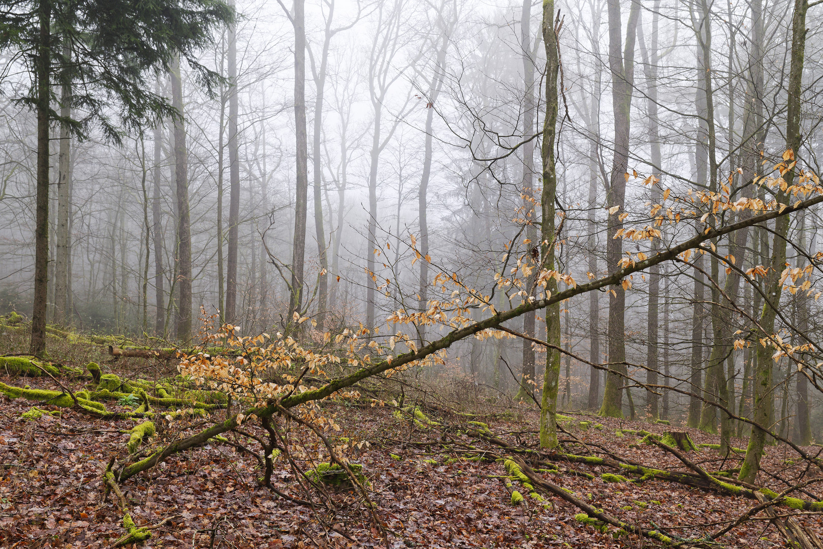 Waldmotive, hier: Nebelstimmung im Wald (16) 