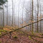 Waldmotive, hier: Nebelstimmung im Wald (16) 