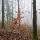 Waldmotive, hier: Nebelstimmung im Wald (17) 