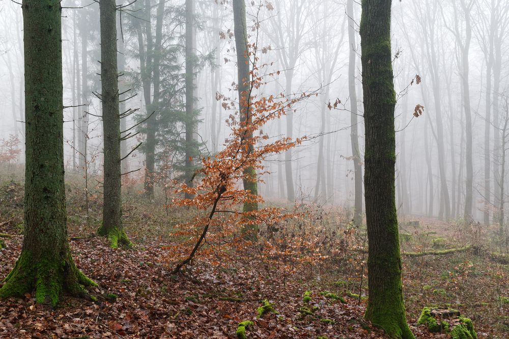 Waldmotive, hier: Nebelstimmung im Wald (17) 