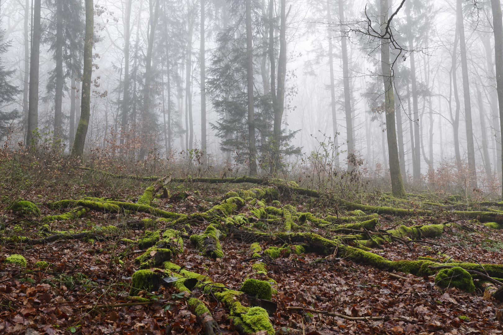 Waldmotive, hier: Nebelstimmung im Wald (2)