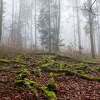 Waldmotive, hier: Nebelstimmung im Wald (2)