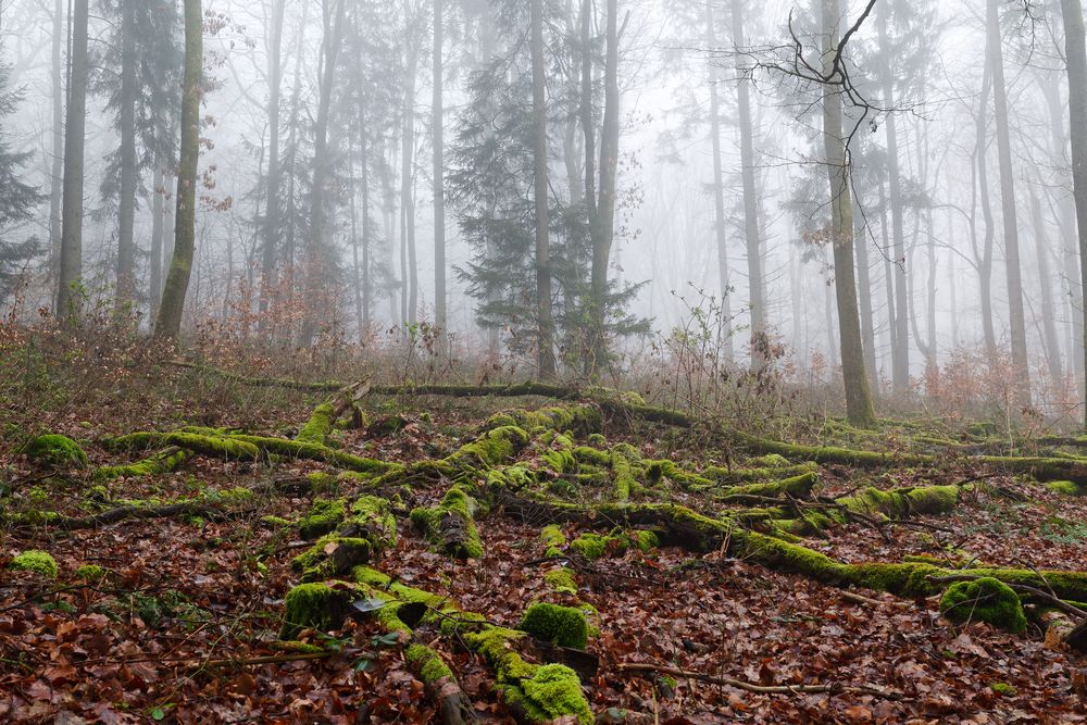 Waldmotive, hier: Nebelstimmung im Wald (2)