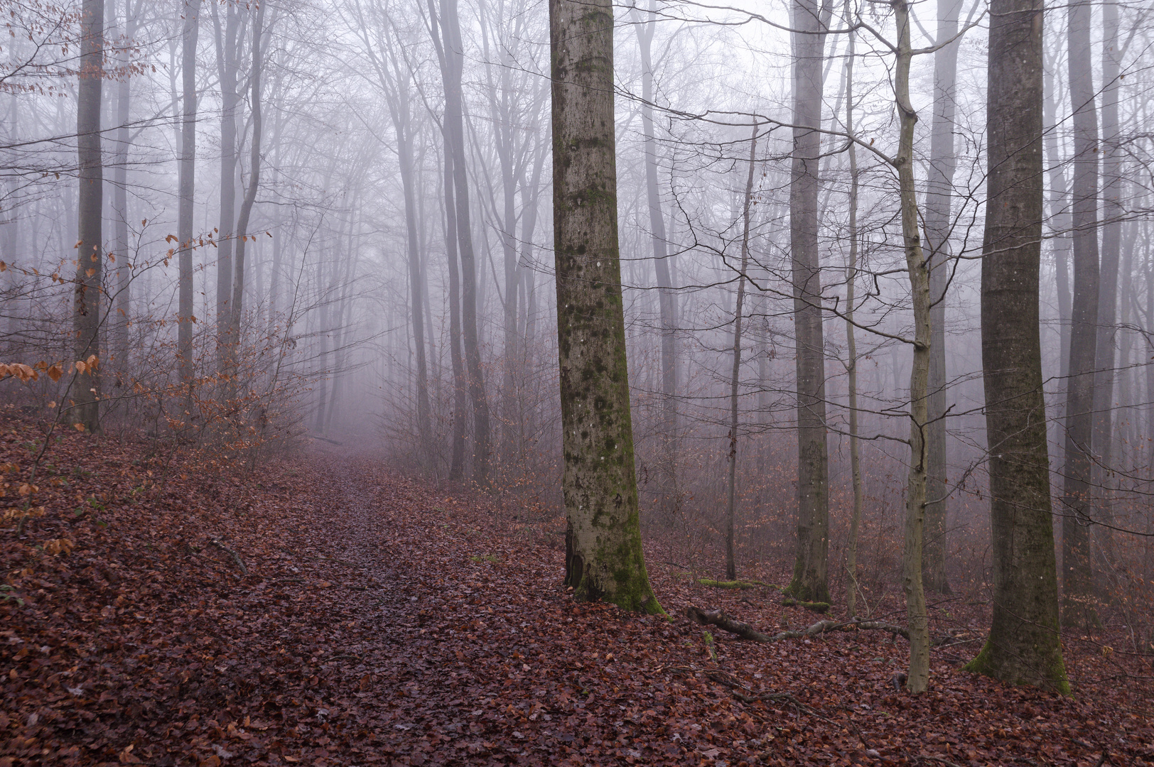 Waldmotive, hier: Nebelstimmung im Wald (2)