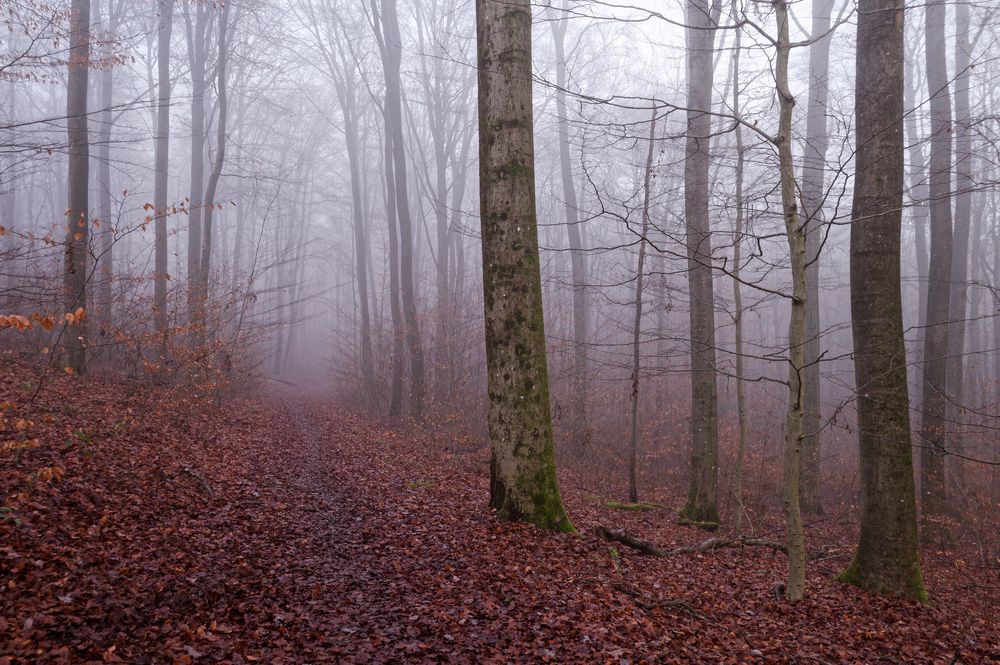 Waldmotive, hier: Nebelstimmung im Wald (2)