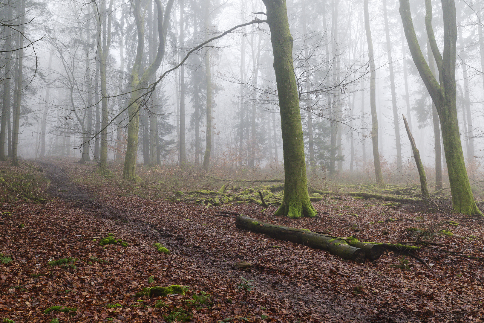 Waldmotive, hier: Nebelstimmung im Wald (3)