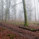 Waldmotive, hier: Nebelstimmung im Wald (3)