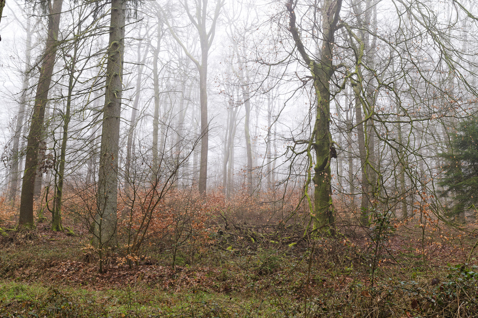 Waldmotive, hier: Nebelstimmung im Wald (4)