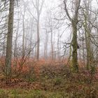 Waldmotive, hier: Nebelstimmung im Wald (4)