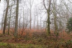 Waldmotive, hier: Nebelstimmung im Wald (4)
