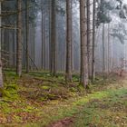 Waldmotive, hier: Nebelstimmung im Wald (5)