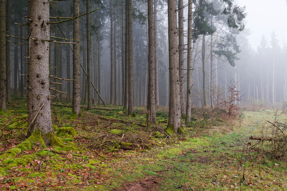 Waldmotive, hier: Nebelstimmung im Wald (5)