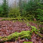 Waldmotive, hier: Nebelstimmung im Wald (6)