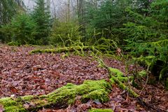 Waldmotive, hier: Nebelstimmung im Wald (6)