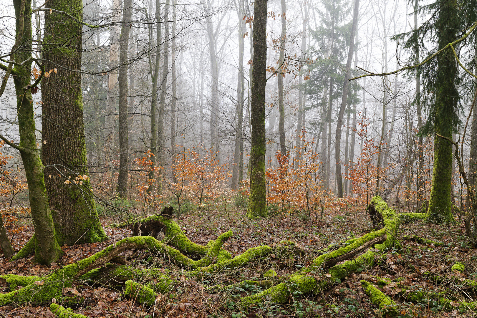 Waldmotive, hier: Nebelstimmung im Wald (7)