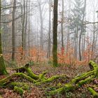 Waldmotive, hier: Nebelstimmung im Wald (7)