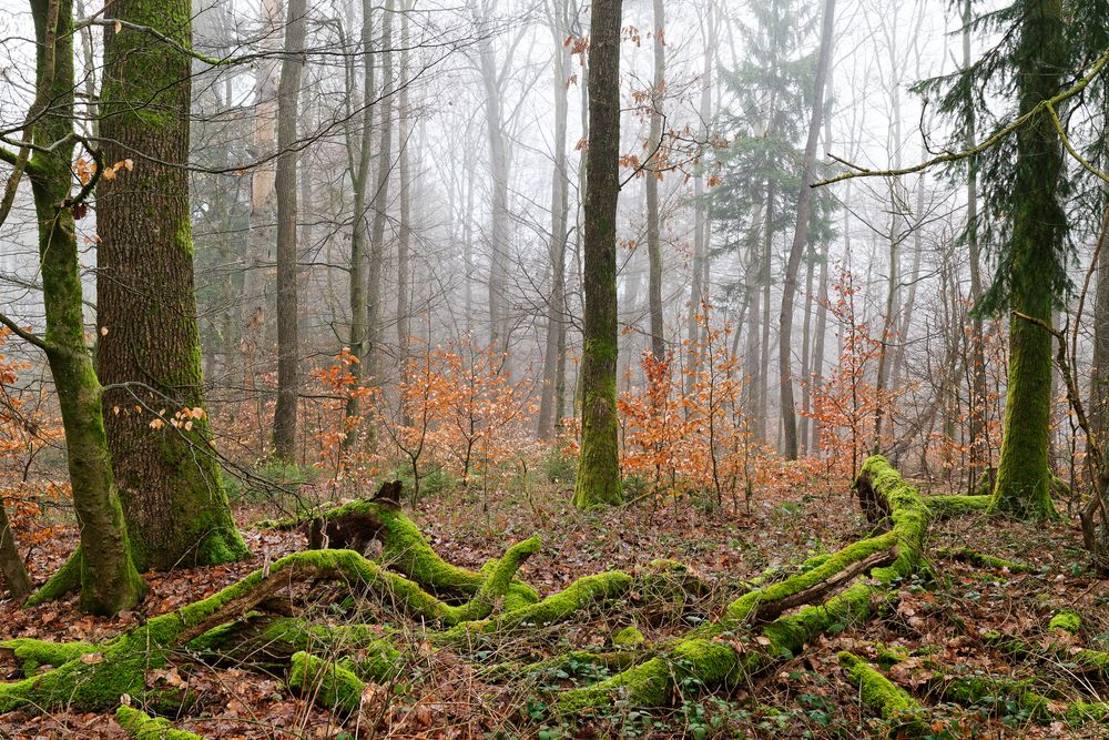 Waldmotive, hier: Nebelstimmung im Wald (7)