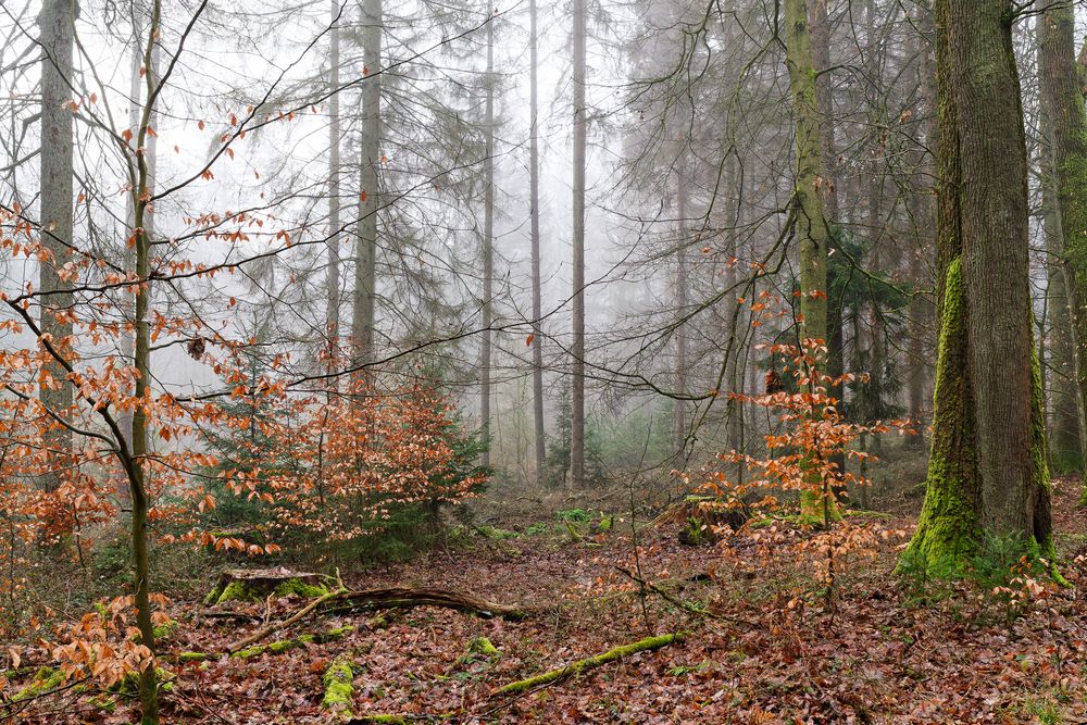 Waldmotive, hier: Nebelstimmung im Wald (8)