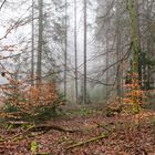 Waldmotive, hier: Nebelstimmung im Wald (8)