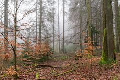 Waldmotive, hier: Nebelstimmung im Wald (8)