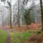 Waldmotive, hier: Nebelstimmung im Wald (9)