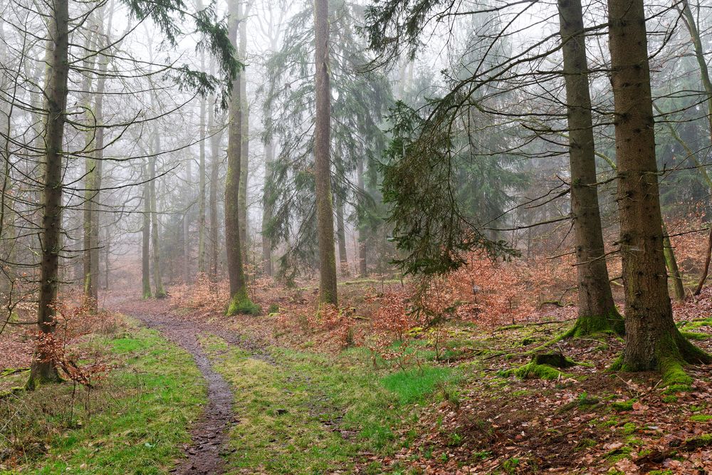 Waldmotive, hier: Nebelstimmung im Wald (9)