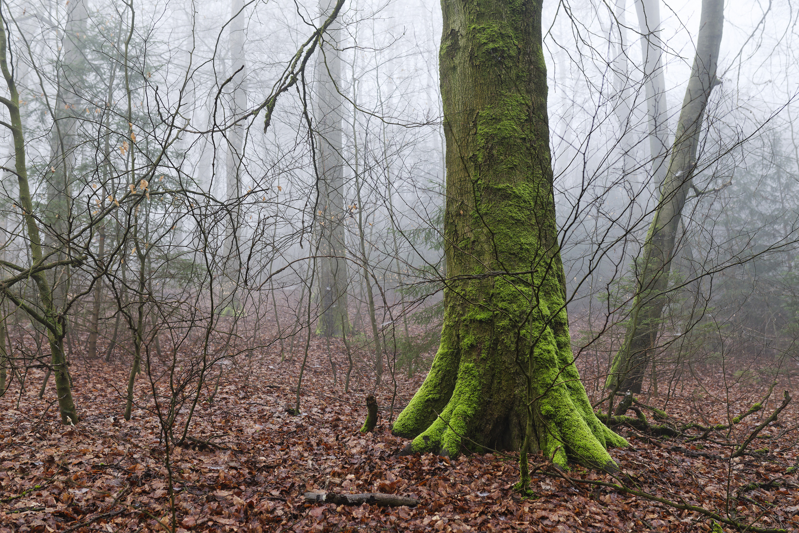 Waldmotive, hier: Nebelstimmung im Wald