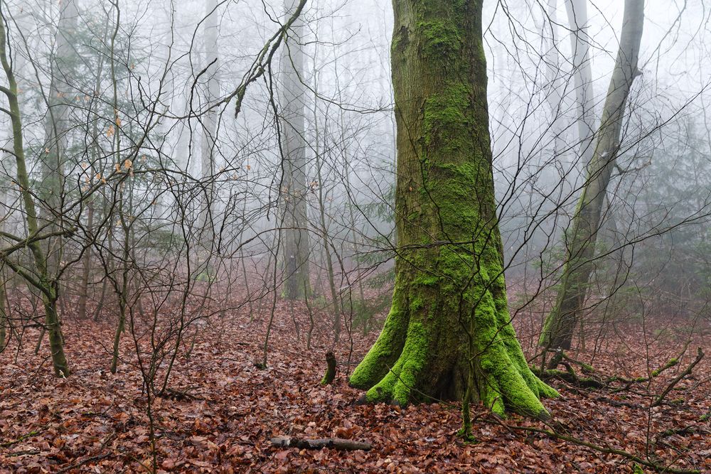 Waldmotive, hier: Nebelstimmung im Wald