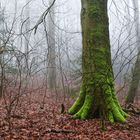 Waldmotive, hier: Nebelstimmung im Wald