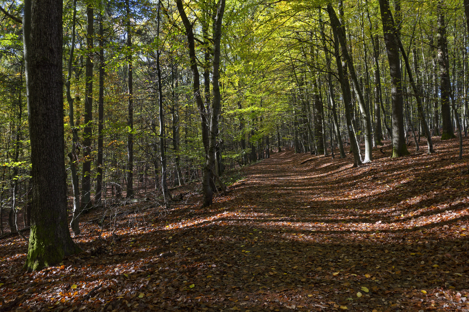 Waldmotive, hier: Novembersonne im Laubwald