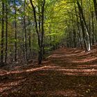 Waldmotive, hier: Novembersonne im Laubwald