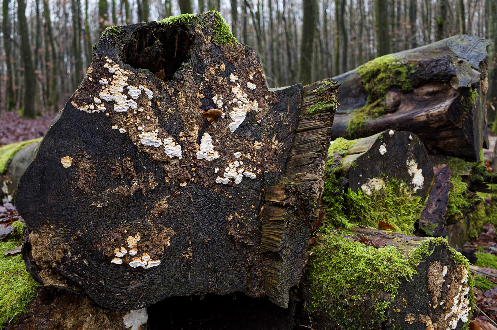 Waldmotive, hier: Pilzbefall