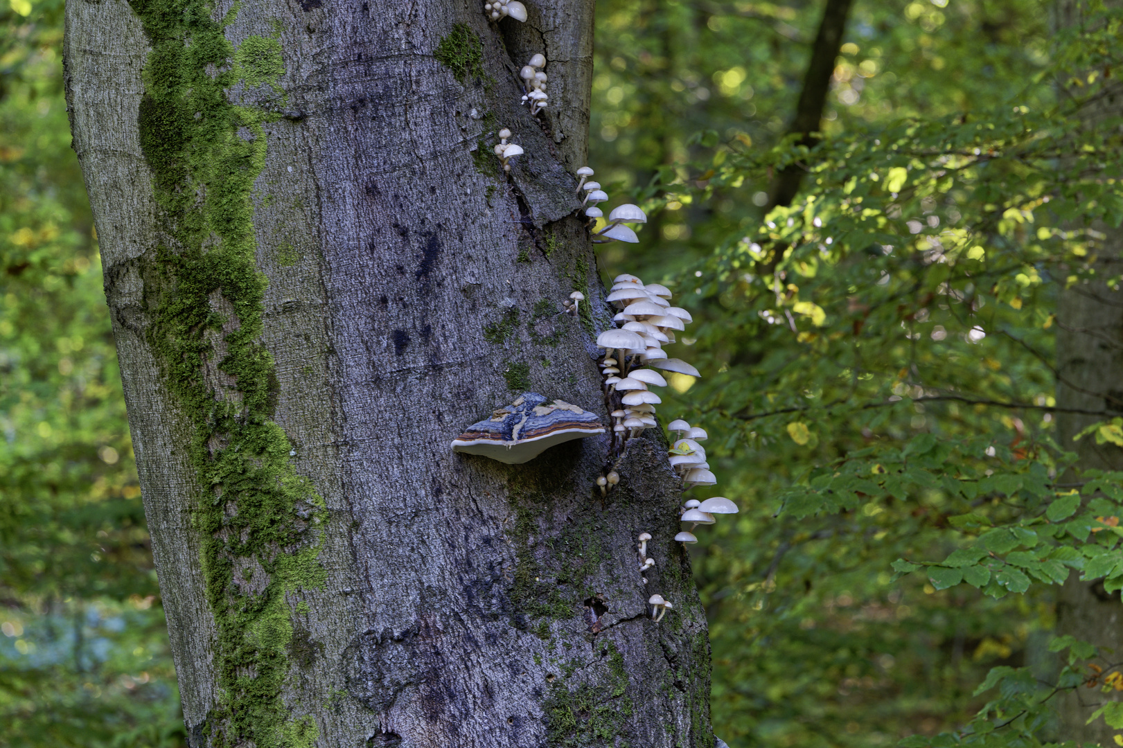 Waldmotive, hier: Pilze auf Buchenstamm