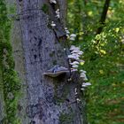 Waldmotive, hier: Pilze auf Buchenstamm