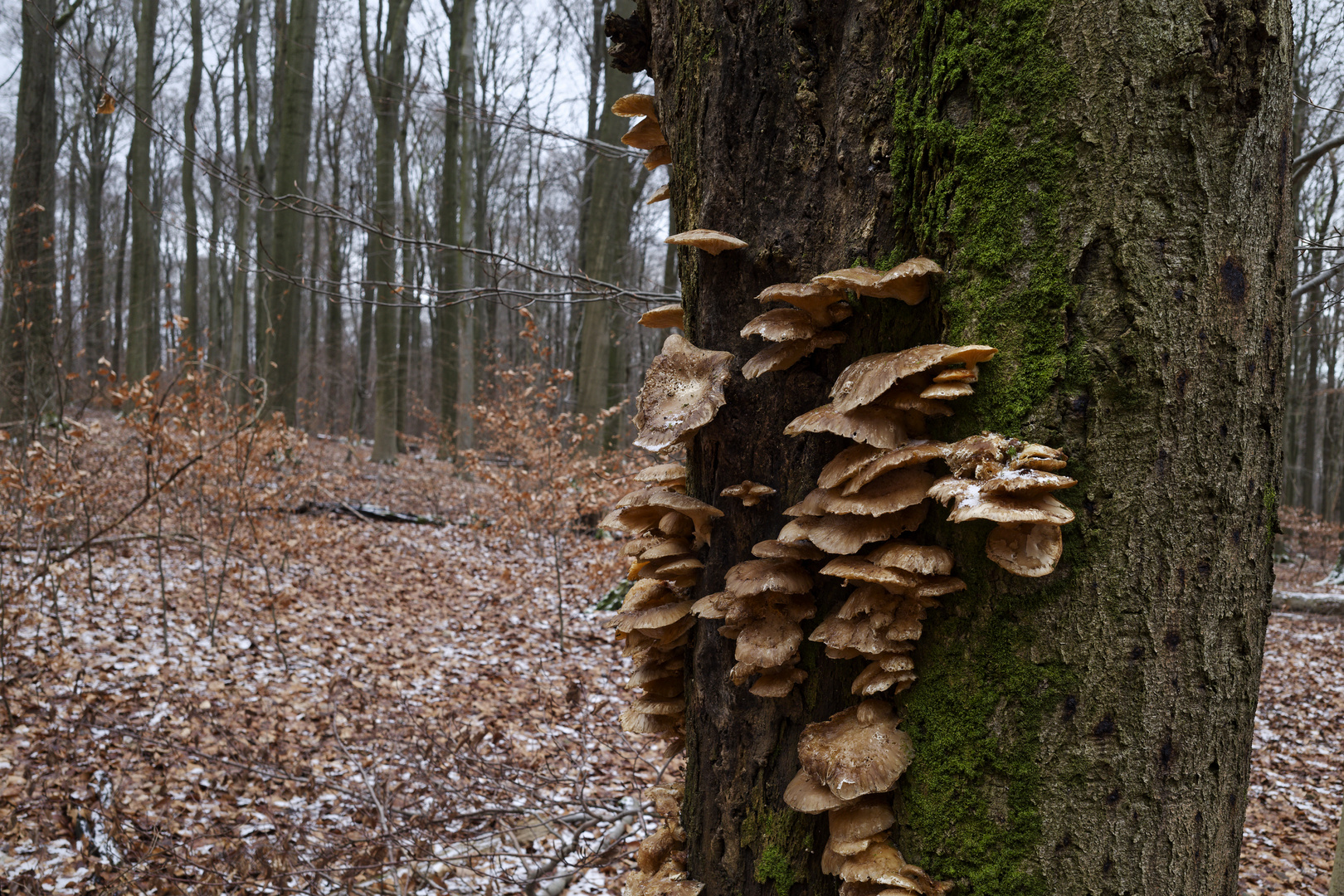 Waldmotive, hier Pilze auf einem Baumstamm Foto & Bild wald, bäume, winter Bilder auf