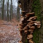 Waldmotive, hier: Pilze auf einem Baumstamm